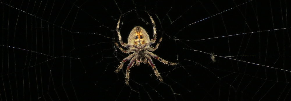Orbweb spider (Argiope sp.)